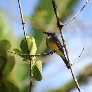 Tropical Kingbird in Tortuguero, 13/04/14