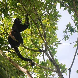 Mantled Howler Monkey in Tortuguero, 13/04/14