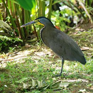 Bare-throated Tiger Heron in Tortuguero, 13/04/14
