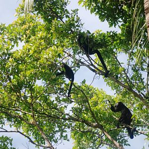 Mantled Howler Monkeys in Tortuguero, 13/04/14