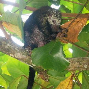 Mexican Prehensile-tailed Porcupine in Tortuguero, 13/04/14