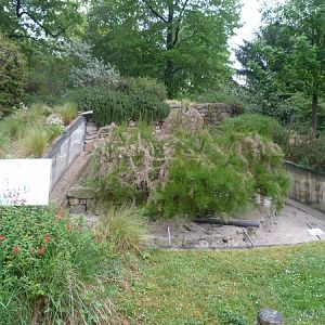 Banded mangoose enclosure