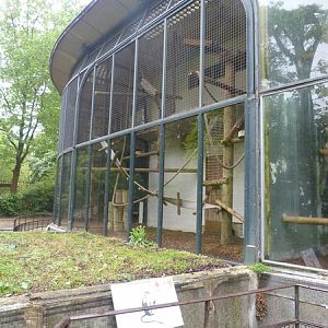 White-naped mangabey enclosure