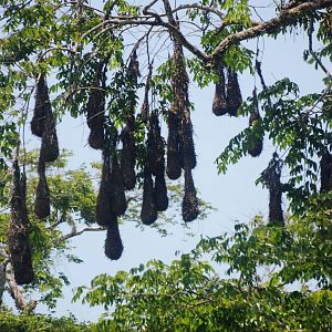 Nests of Montezuma Oropendolas in Tortuguero, 13/04/14