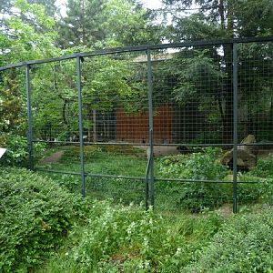 Corsac fox enclosure