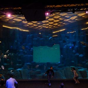 Tank for eagle rays, grouper and more