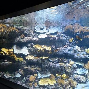 Coral reef tank