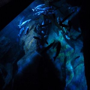 Aquarium in the 'Nautilus'