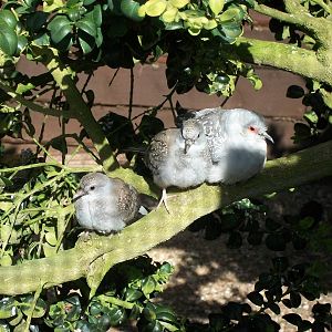 Hen Diamonfd , 2nd May 2014