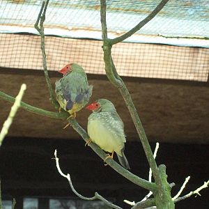 Newly arrived Star Finches, 2nd May 2014