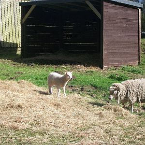 Shetland Sheep with lamb, 2nd May 2014