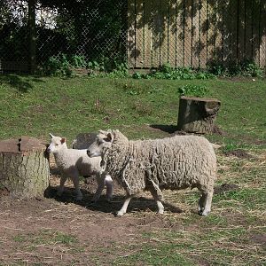 Shetland Sheep with lamb, 2nd May 2014