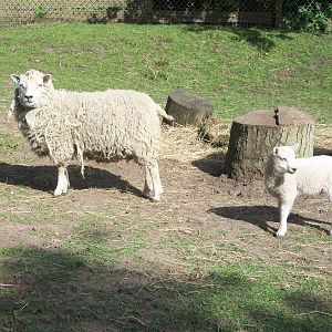 Shetland Sheep with lamb, 2nd May 2014