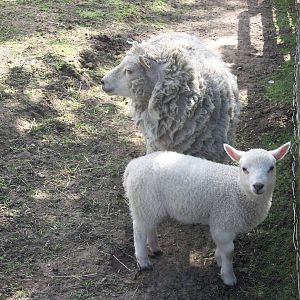 Shetland Sheep with lamb, 2nd May 2014