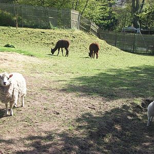 New paddock mates, 2nd May 2014