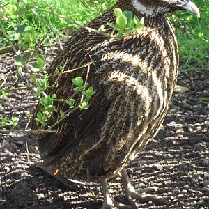 Himalayan Monal, 2nd May 2014
