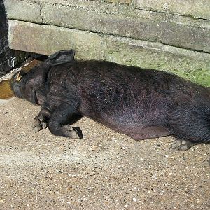 Pugwash relaxing in the sun, 2nd May 2014