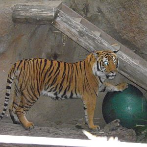 Malaysian Tiger