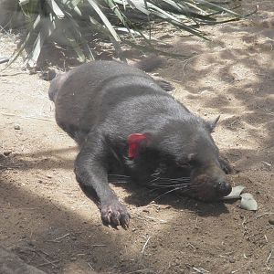 Tasmanian Devil