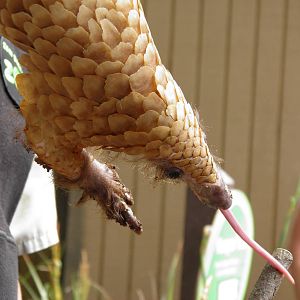 Pangolin