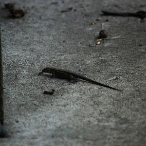Four-lined Ameiva at Tortuguero, 13/04/14