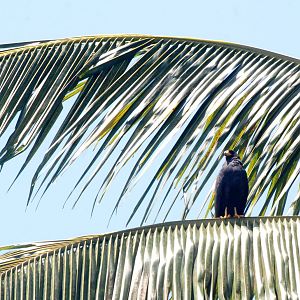 Common Black-Hawk in Tortuguero, 13/04/14