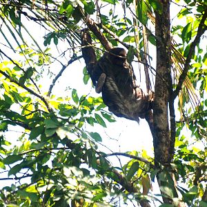Brown-throated Three-toed Sloth in Tortuguero, 13/04/14