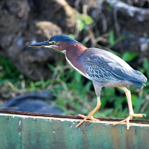 Green Heron in Tortuguero, 13/04/14