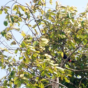 Keel-billed Toucan in Tortuguero, 13/04/14