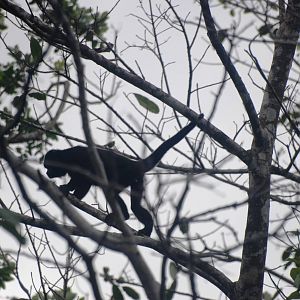 Mantled Howler Monkey in Tortuguero, 13/04/14