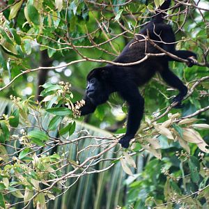 Mantled Howler Monkey in Tortuguero, 13/04/14