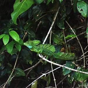 Emerald Basilisk in Tortuguero, 13/04/14