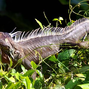 Green Iguana in Tortuguero, 13/04/14