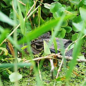 Eye of the Caiman - Tortuguero, 13/04/14