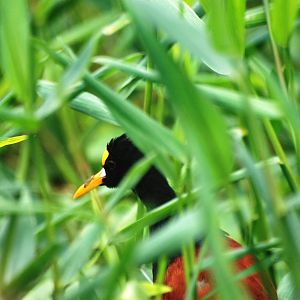 Northern Jacana in Tortuguero, 13/04/14