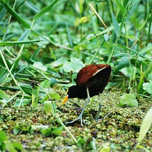 Northern Jacana in Tortuguero, 13/04/14