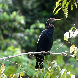 Anhinga in Tortuguero, 13/04/14
