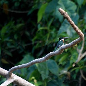 Green Kingfisher in Tortuguero, 13/04/14