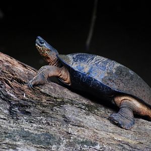 Black Wood Turtle in Tortuguero, 13/04/14