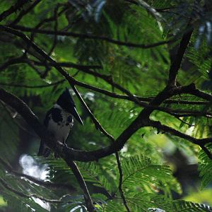 Amazon Kingfisher in Tortuguero, 13/04/14