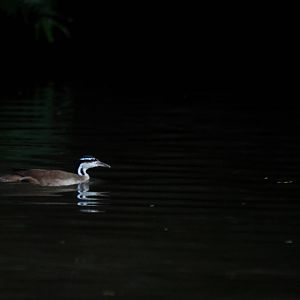 Sungrebe in Tortuguero, 13/04/14