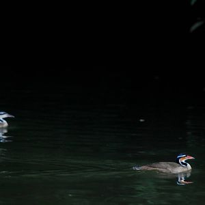 Sungrebe Pair in Tortuguero, 13/04/14