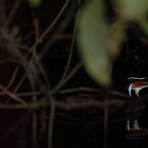 Sungrebe in Tortuguero, 13/04/14