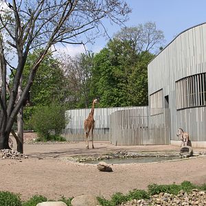 Afrika-Savanne paddock for Kordofan Giraffes, Chapman?s Zebras, ...