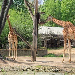 Afrika-Savanne paddock for Kordofan Giraffes, Chapman?s Zebras, ...
