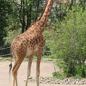 Kordofan Giraffe (Giraffa camelopardalis antiquorum)
