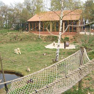 View of Lemur enclosure