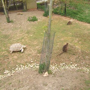Sulcatta and Parma Wallaby enclosure
