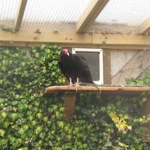 Turkey Vulture