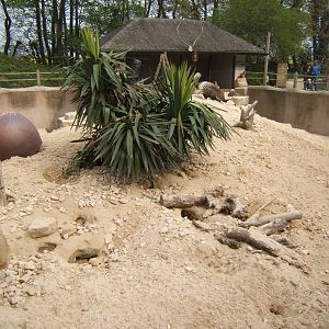 View of Meerkat and Crested Porcupine enclosure